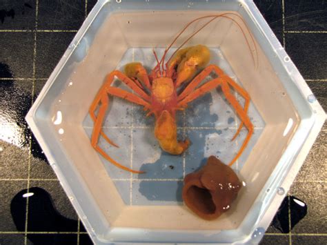 Once the crab wakes up, he may decide to pinch you without this, they may become inactive, withdrawn, sick and hard to wake. These are a few of my favorite species: Hermit crabs ...