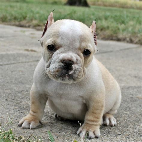Everything You Need To Know About French Bulldog Cropped Ears French
