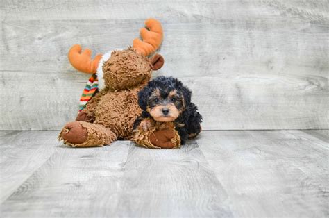 The guys have the non shedding type of hair. Yorkie Poo puppies for sale | Designer dog breed for sale ...