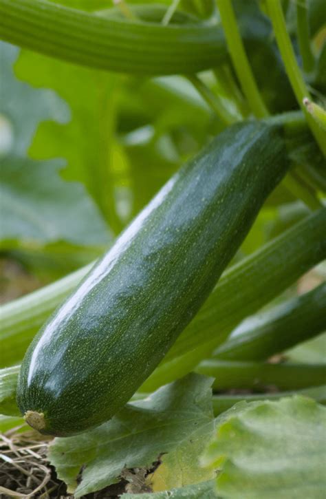 Seeds Shop Buy F1 Green Zucchini Seeds Summer Courgette