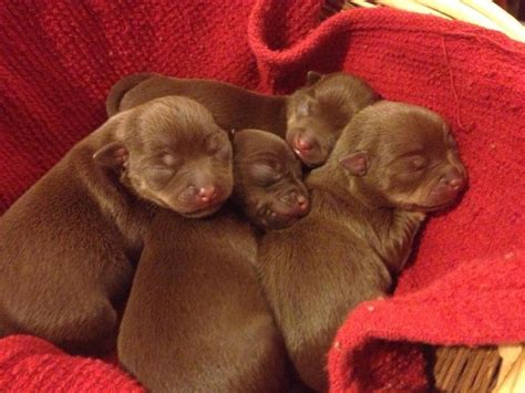 Chocolate Chihuahua Puppies Argh I Want Some But Looks Like We Are