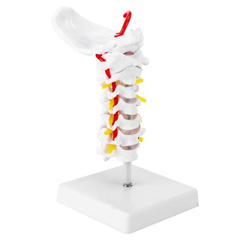 Buy SKUMOD Cervical Spine Model Life Size Human Cervical Spine Anatomical Model Showing Spinal