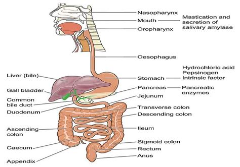 Human Digestive System — Biology Notes