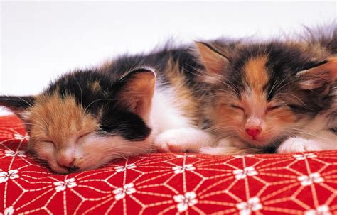 Two Calico Kittens Hd Wallpaper Wallpaper Flare