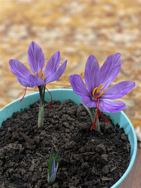 Live Rooted Organic Saffron Plants Grow Your Own Saffron Etsy