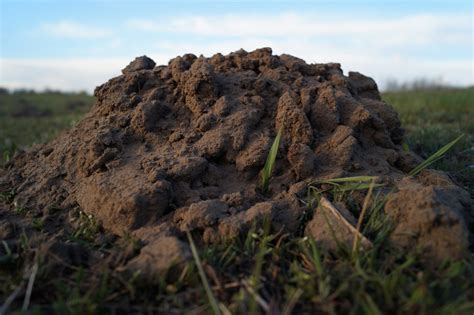 Molehill Dirt Soil Mound Grass Field Regeneration International