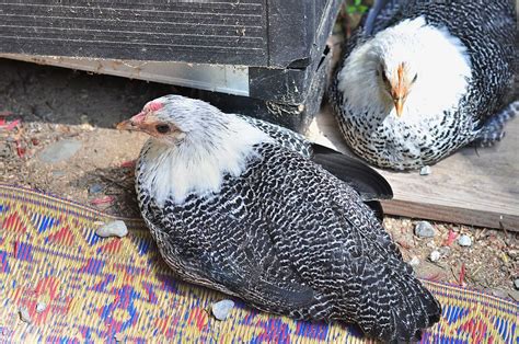 15 Best Meat Chickens Breed List With Pictures Know Your Chickens