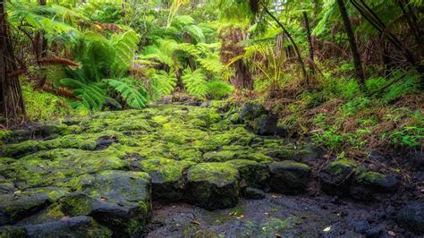 Wallpaper Garden Rock Plants Moss Green Wilderness Jungle