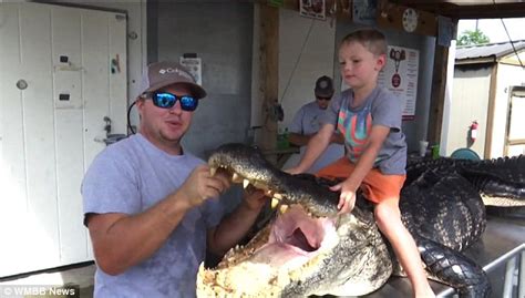 Monster Alligator Caught In Florida After 30 Minute Battle Daily Mail