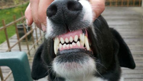 Чистка Зубов Собаке Фото Красивое Фото