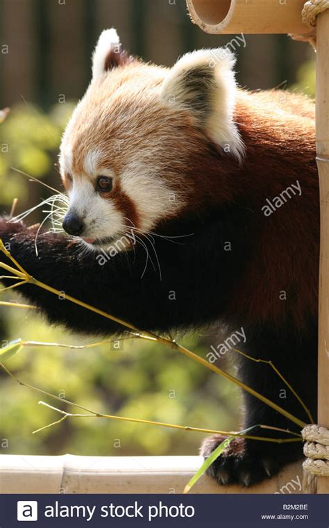 Red Panda Eating Bamboo Stock Photo Alamy