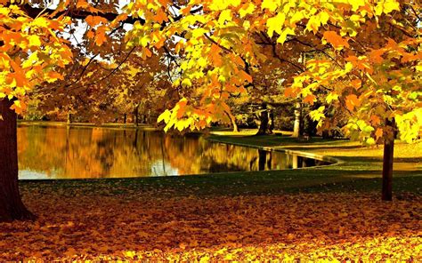 Hd Yellow Leaves In The Fall Wallpaper Download Free 149151