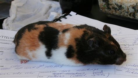 Black Tortoiseshell And White Syrian Female Hamster Care Hamster