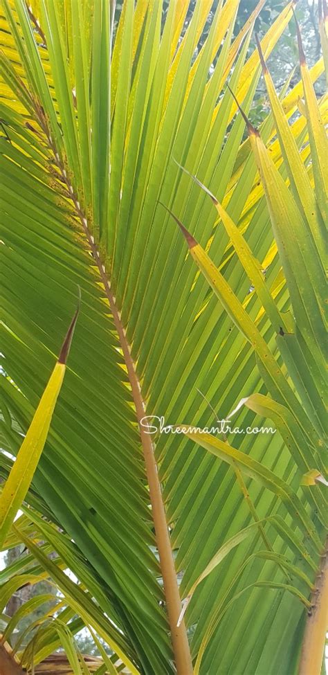 Establishing a ritual or a routine to work on being the best version of myself feels really good to me. The Coconut - More than just a palm. - Shreemantra