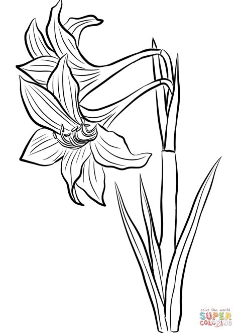 Amaryllis Coloring Page Free Printable Coloring Pages