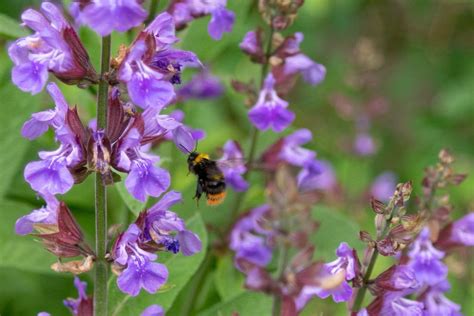 They are an attractive flower with unique colours. 10 Beautiful Flowers To Attract Bees To Your Garden | Bee ...