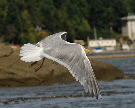 Seagull Wings 138 By Darkbeforedawn23 On Deviantart