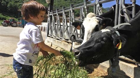 Vacas Lecheras Granja Niños Dando De Comer Actividades Para Niños