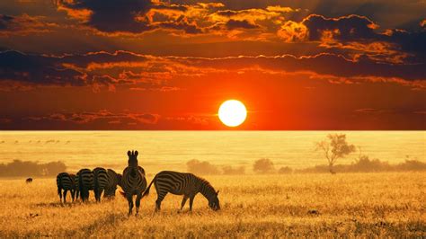 African Safari Sunset The Golden Scope
