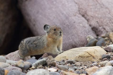 American Pika Critterfacts