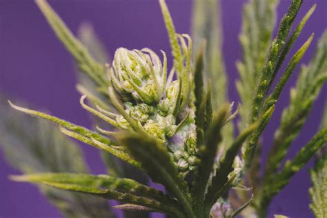 Plants De Cannabis Mâle Femelle Et Hermaphrodite Rqs Blog