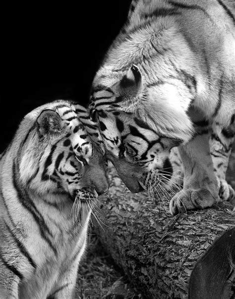 Tiger Love Photograph By Stephanie Mcdowell Fine Art America