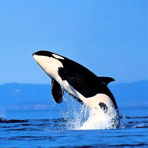 Beautiful Orca Whale San Antonio Texas Pinterest