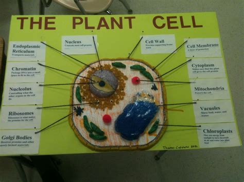 Amazing Cell Project Plant Cell Project Cell Model Project Plant