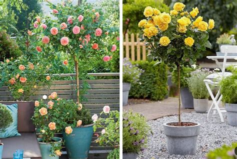 Growing Rose Trees In Containers The 6 Steps — Plantingtree