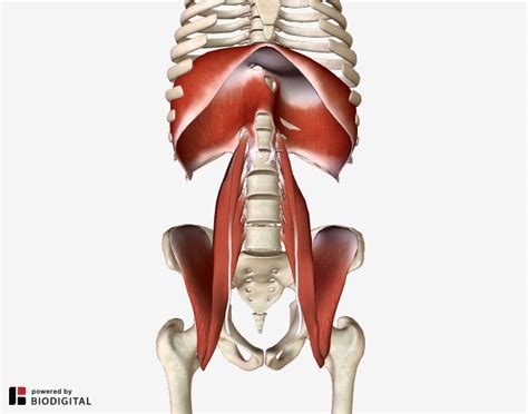 The Iliopsoas Muscle And Its Frequently Overlooked Syndrome