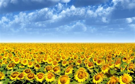 Free Download Sunflower Field Wallpaper 265822 1920x1200 For Your