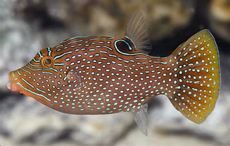 Blue Spotted Puffer