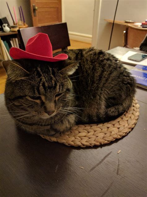 A Cat In A Hat On A Mat Raww