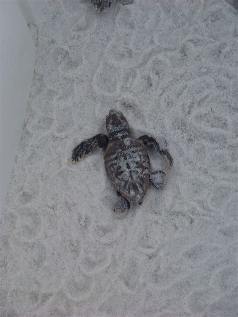 5 Things You Can Do To Help Sea Turtles During Nesting Season