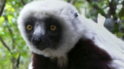 The Lemurs Photos Madagascar Legends Of Lemur Island National