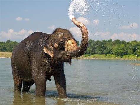 Beauty Cute Amazing Animal Elephant In Water Wallpaper 1600x1200