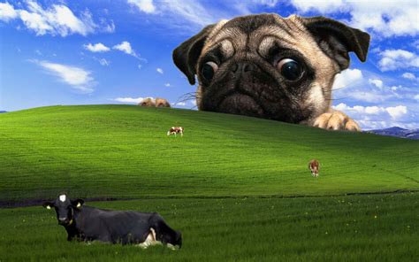 Funny Windows Wallpapers Top Free Funny Windows Backgrounds