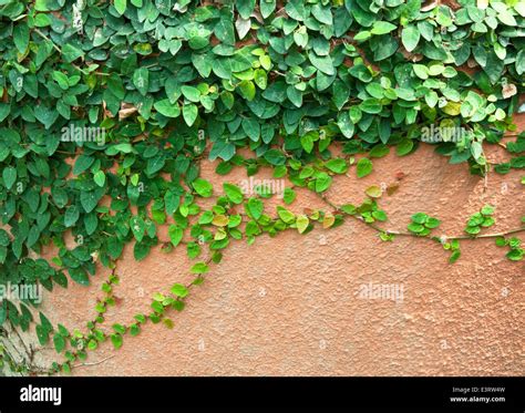Creeper Architecture Park Wall Hi Res Stock Photography And Images Alamy