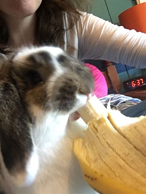 My Bunny Dexter Enjoying His Banana Dexter Rabbit Bunny