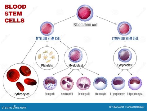 Five Types Of Blood Cells