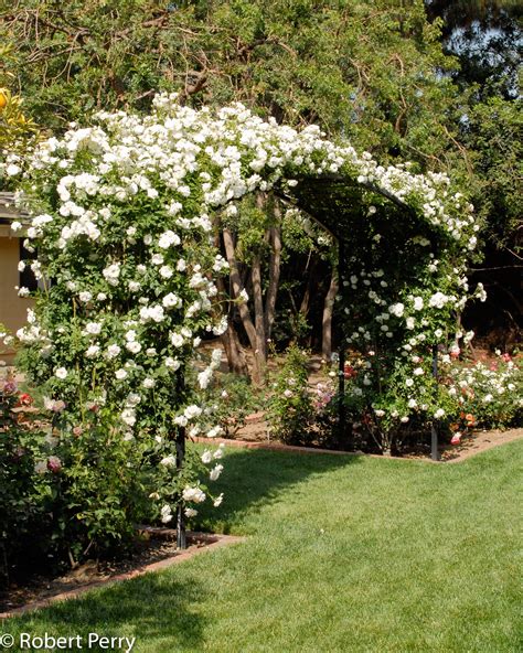 White Shrub Rose Inland Valley Garden Planner Shrub Roses Garden