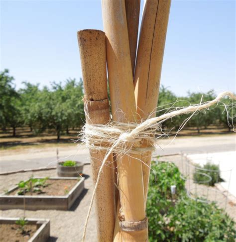 Bamboo Tomato Cage Tomato Trellis Tomato Cages Small Vegetable