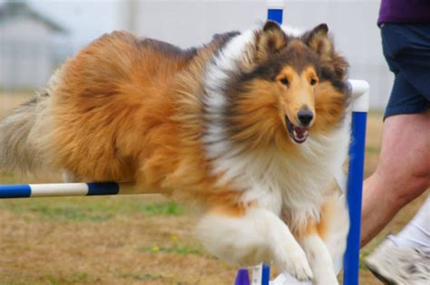 Working Collies Canine Sports