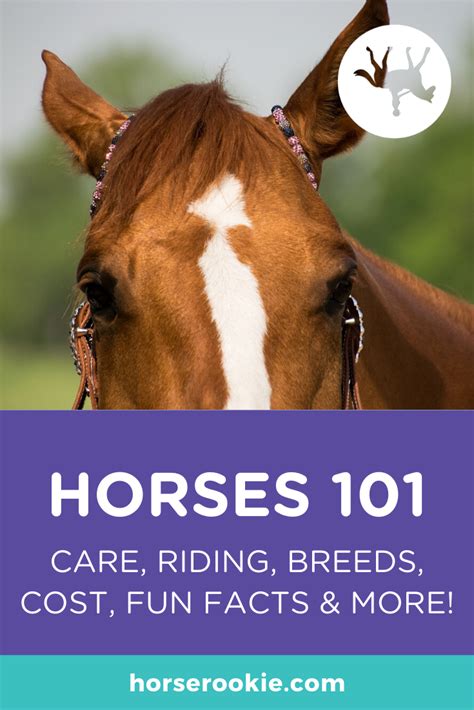 Horses 101 Fun Facts Breeds Cost Care Riding Etc Horses
