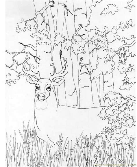 Doe Deer Coloring Pages Coloring Pages