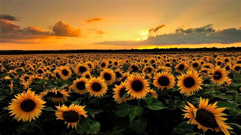 Autumn Sunflower Wallpapers Top Free Autumn Sunflower Backgrounds