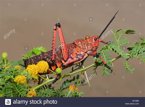 African Grasshopper High Resolution Stock Photography And Images Alamy
