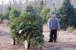 Michigan tree farms keep Christmas real