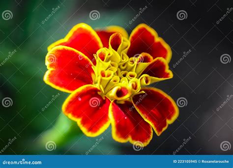 What A Beautiful Yellow And Orange Flower Stock Image Image Of Close
