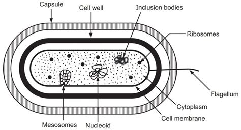 Ultra Structure Of Bacteria Solution Parmacy